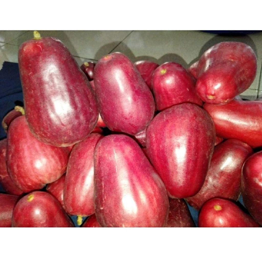 Jambu Bol Jamaika Segar Berat 1kg