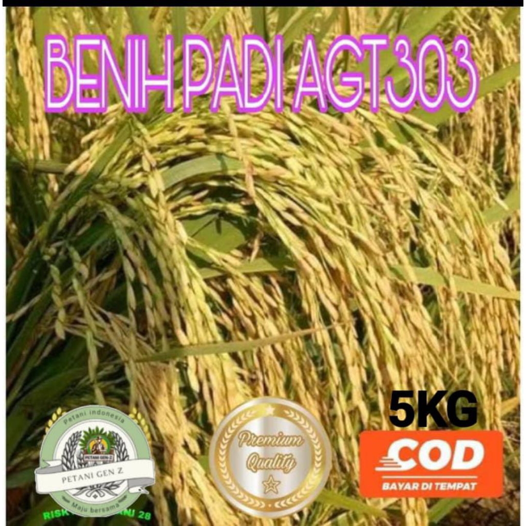 BENIH BIBIT PADI AGT 303/PADI UNGGUL 303 AGT KEMASAN 5KG