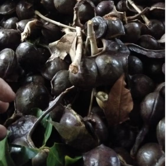 jengkol kulit tua/jengkol full tua 500g