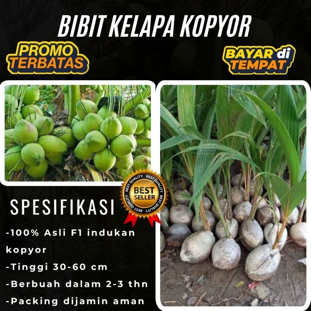 POHON PENDEK  Bibit Kelapa Kopyor Harga, Bibit Kelapa Kopyor Jelly, Bibit Kelapa Kopyor Jelly Thaila