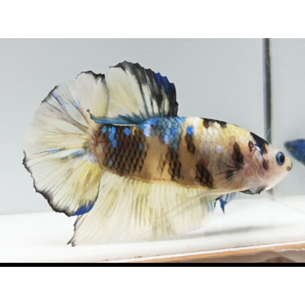 PLAKAT MULTY YELLOW BASE