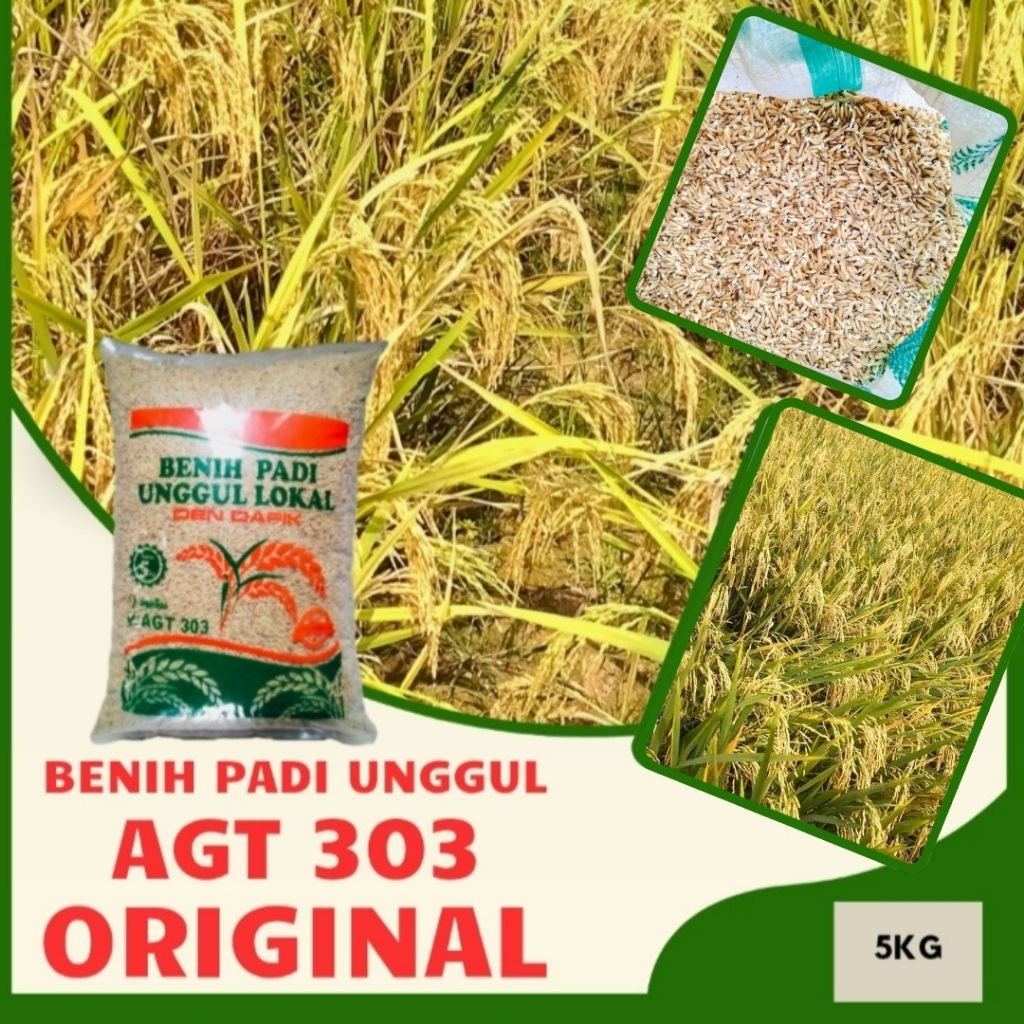 Benih Padi AGT 303 Original Kemasan 5Kg