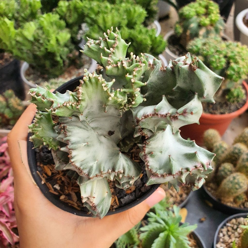 Kaktus Karang Silver Euphorbia Lactea putih Cristata eforbia kristata