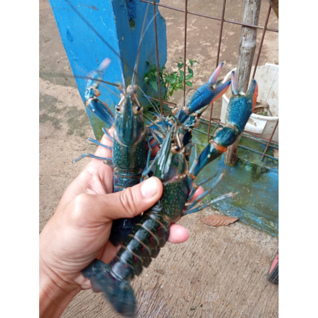 lobster air tawar jumbo bergaransi