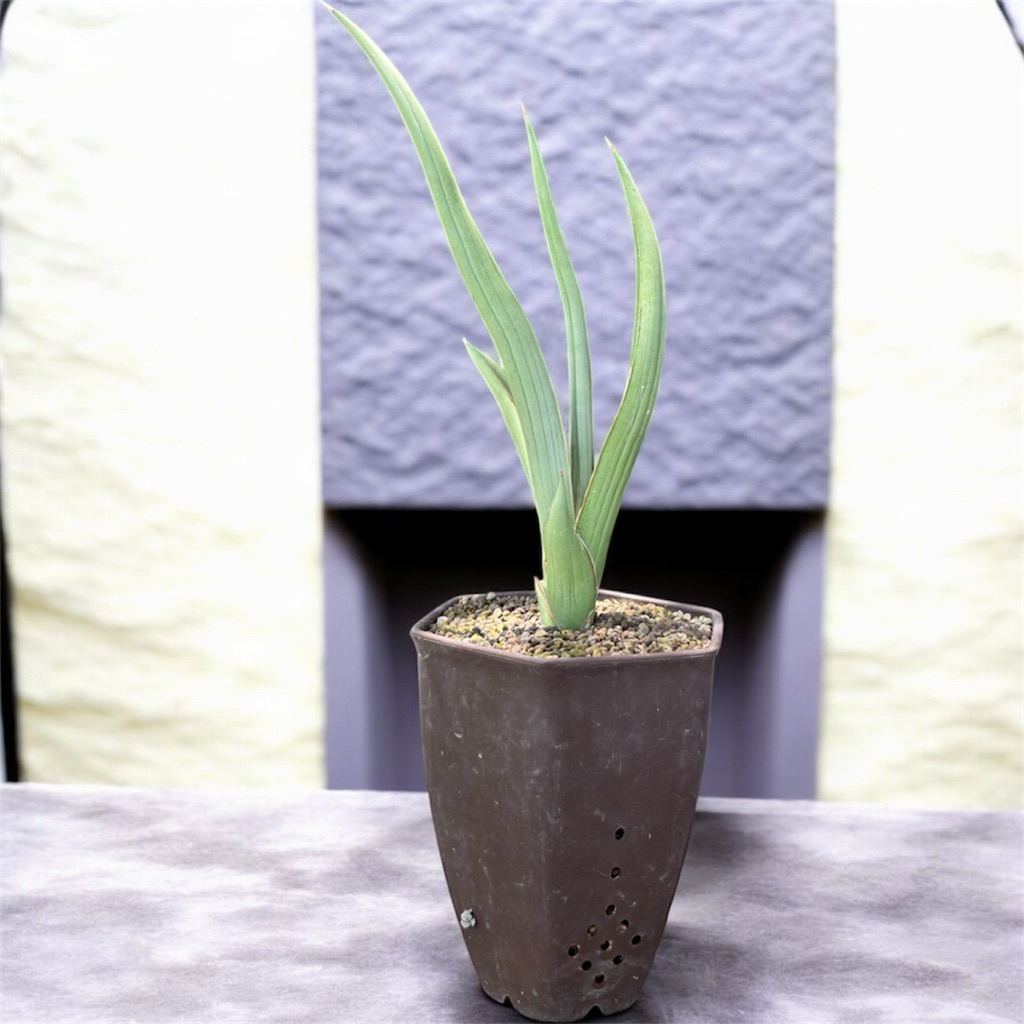 tanaman hias sanseviera  HYBRID DANCING DRAGON sansevieria sansevera sanseviera sensivera lidah mert