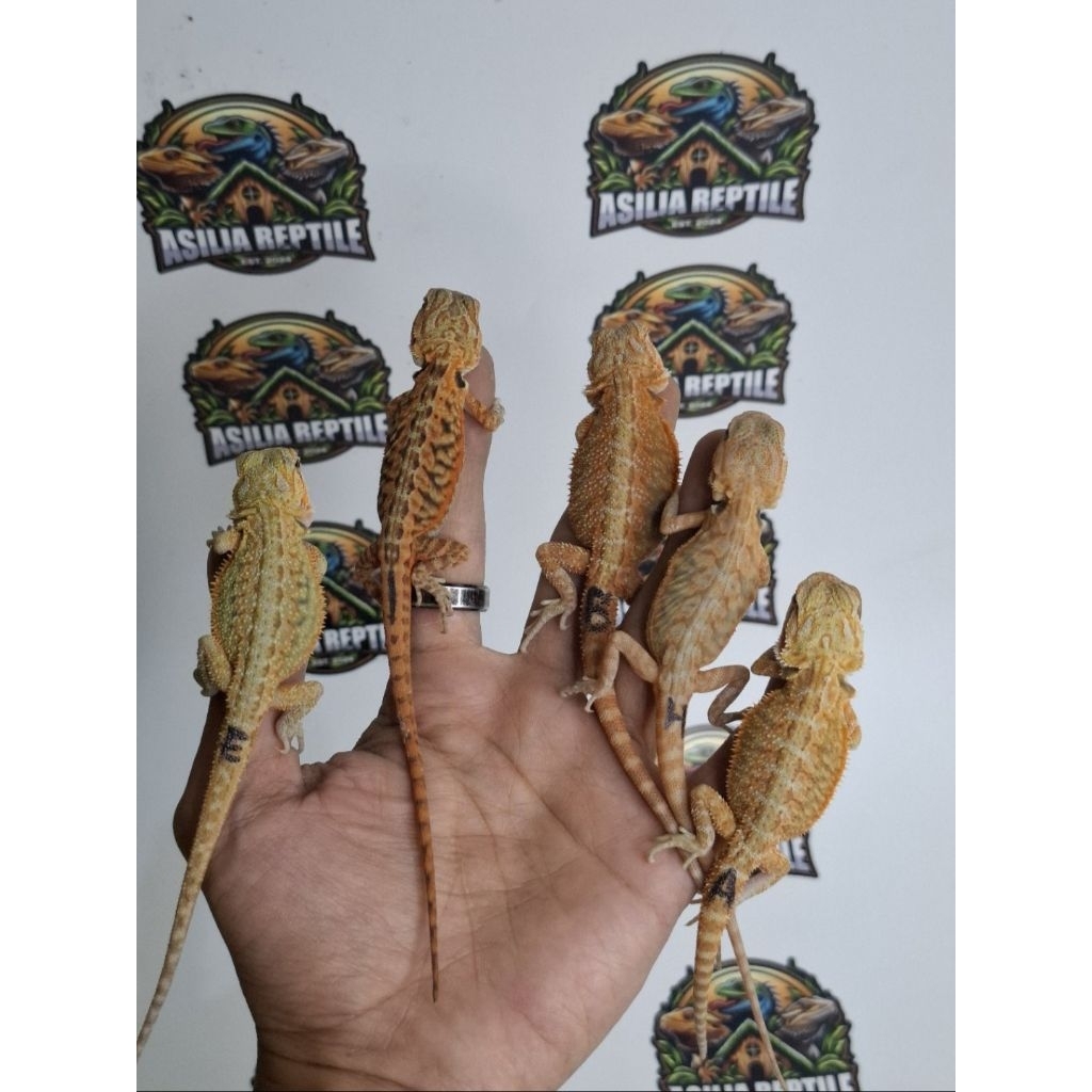 Mainan Anak Bearded Dragon Red
