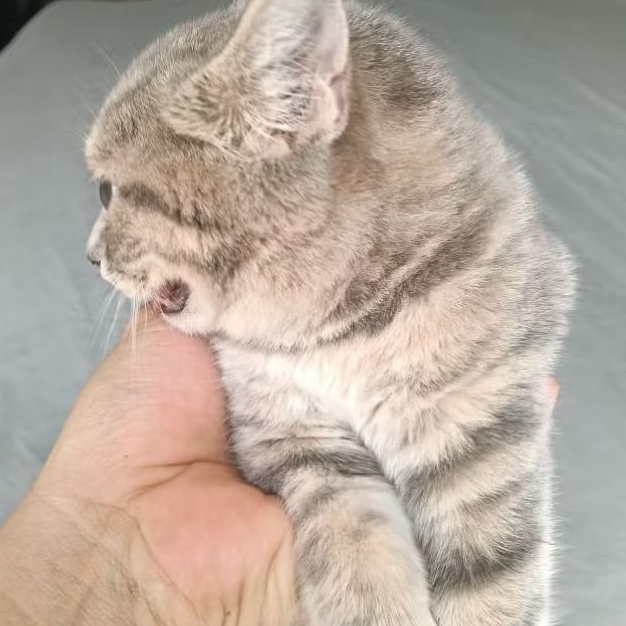 Kucing Kitten BSH Mix Bengal Bentina