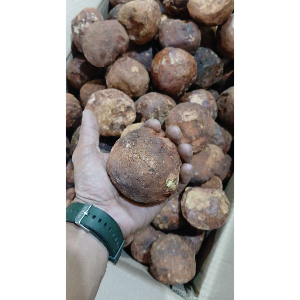 GETAH GAMBIR/GAMBIR ASLI GAMBIR BULAT  ASLI CANTIK  SUPER BESAR MANTAP  PER 1 PCS