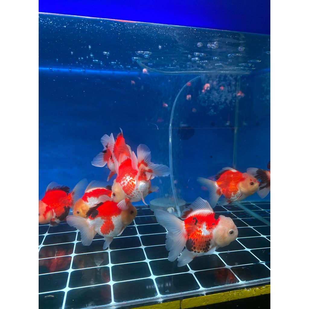 Ikan hias Mas Koki Oranda Panda 3color / Tricolor / 3c HIGH QUALITY