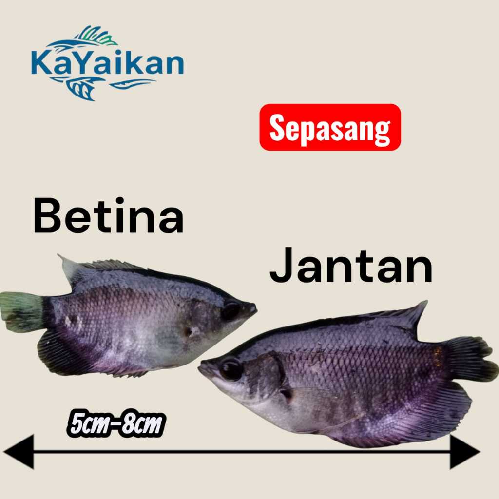 Bibit Gurame soang 5cm-8cm SEPASANG