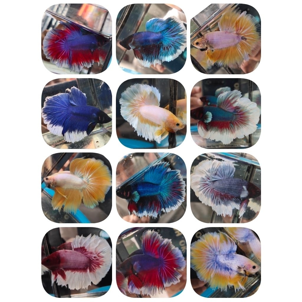 ikan cupang halfmoon big ear random