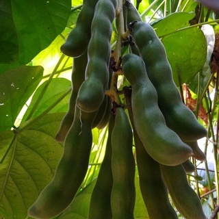 5 biji,benih,bibit kacang koro