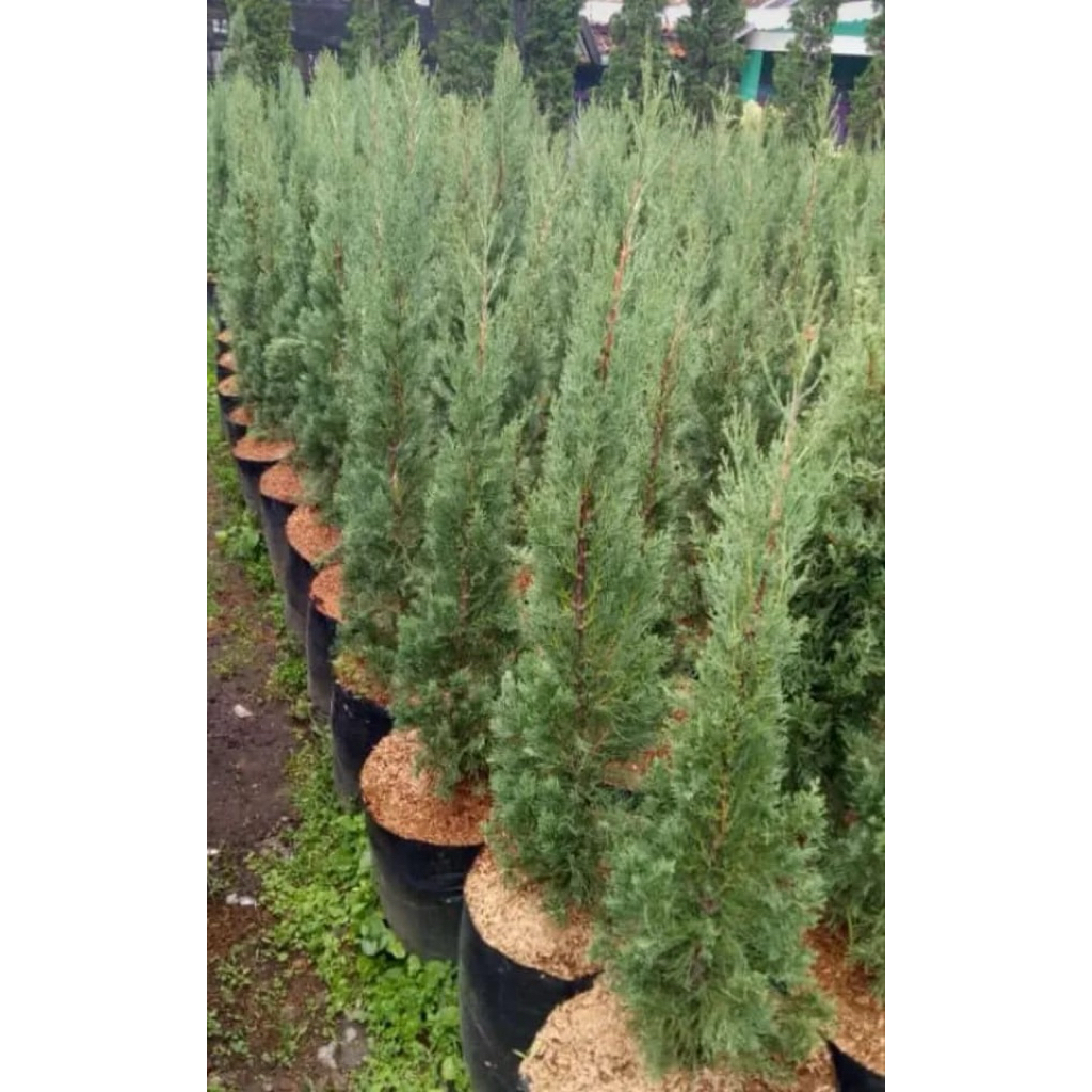 CEMARA LILIN | Tanaman Hias Cemara Lilin | Cemara Natal