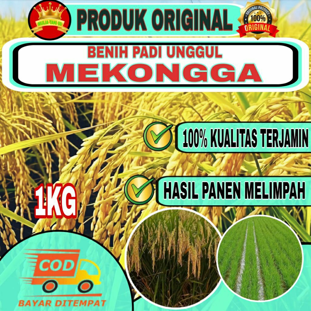 (1KG) BENIH PADI UNGGUL MEKONGGA SUPER JUMBO