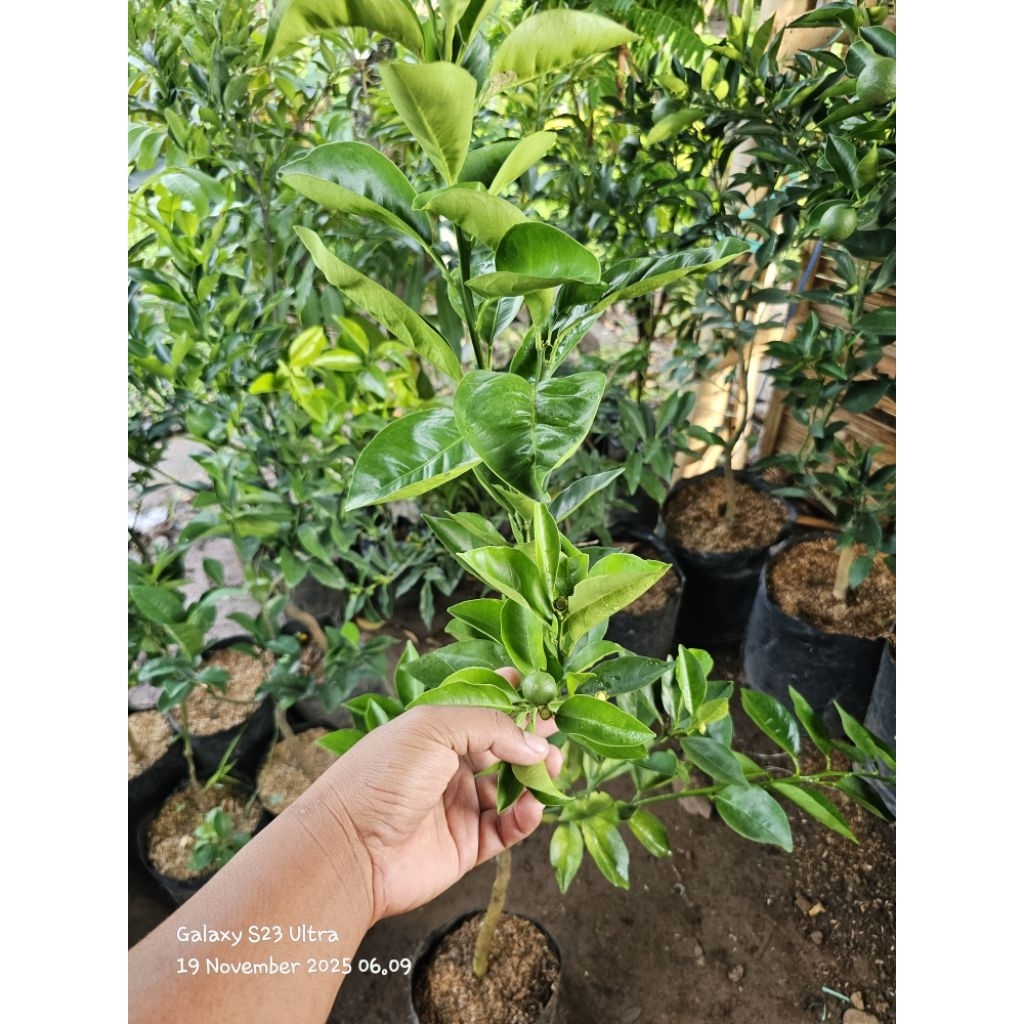 Bibit jeruk sunkist merah baby java kondisi berbunga/berbuah