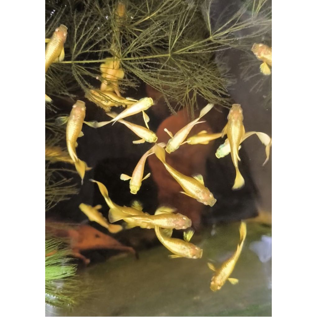 guppy sepasang full gold