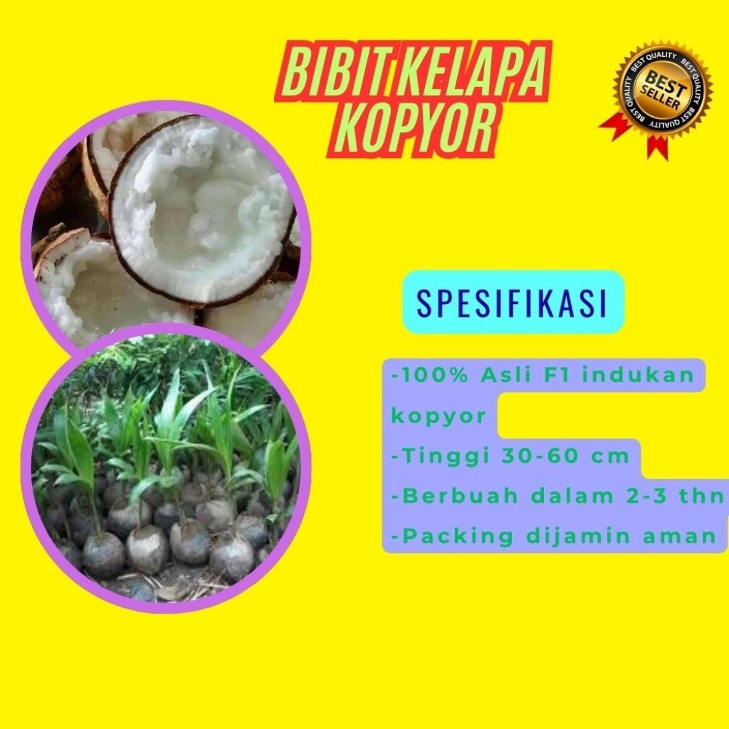 TERPERCAYA  Bibit Kelapa Kopyor Trubus
