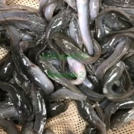 Bibit ikan lele ukuran 9-10 cm(isi 50 ekor)