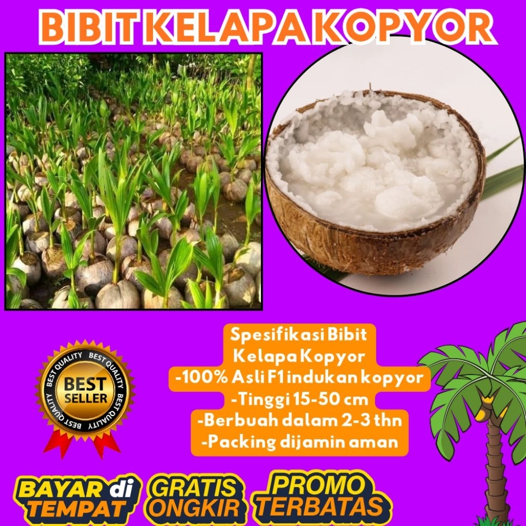 TERPERCAYA  Bibit Kelapa Kopyor Trubus