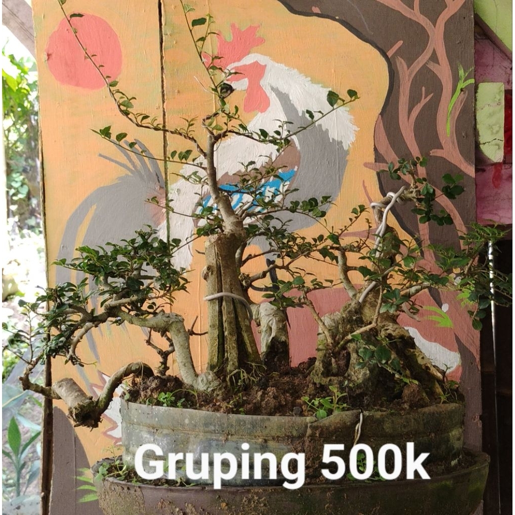 Bonsai serut gruping 7 pohon