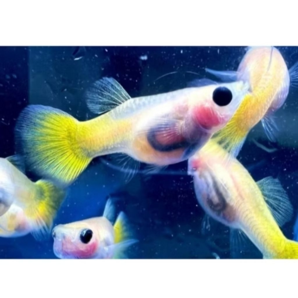 Yellow Banana Glas Satu Pasang Size Indukan Hiasan Aquarium |Ikan Hias Bozz Louhan|