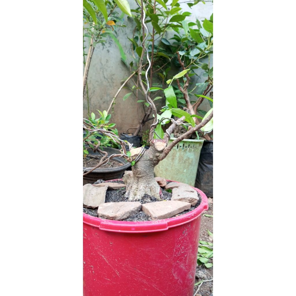 bahan bonsai anting putri mame