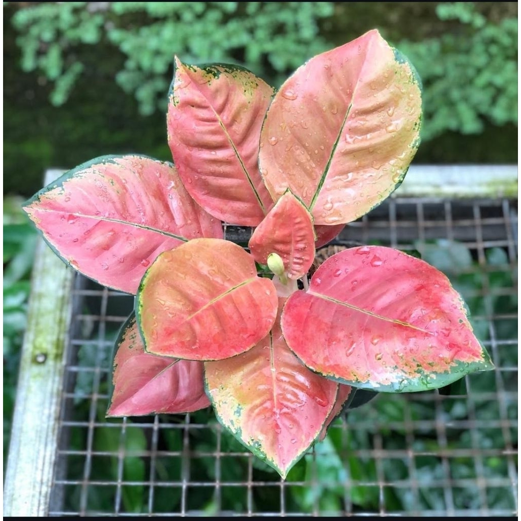 Aglonema Kochin Tembaga Sehat & Rimbun – Siap Kirim Packing Aman