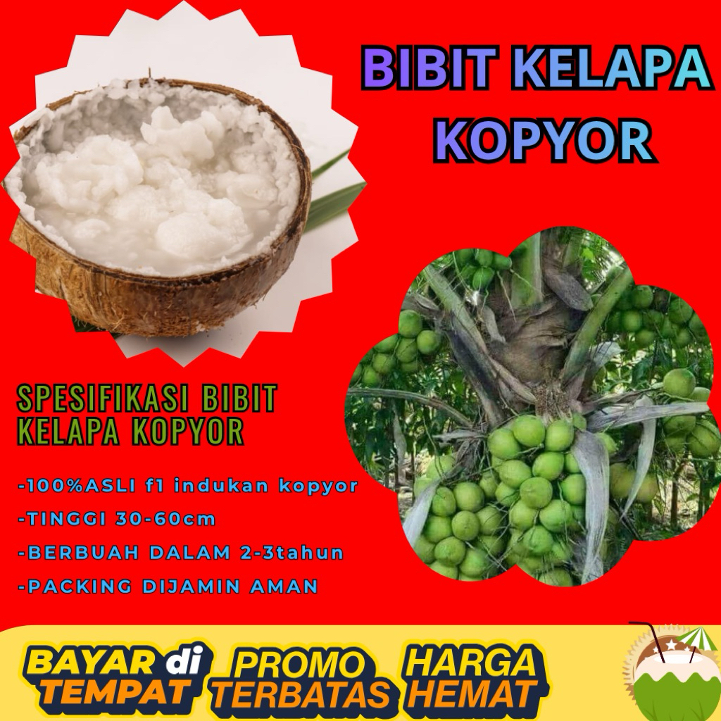KUALITAS UNGGULAN  Bibit Kelapa Kopyor Madu, Bibit Kelapa Kopyor Super, Bibit Kelapa Kopyor Terdekat