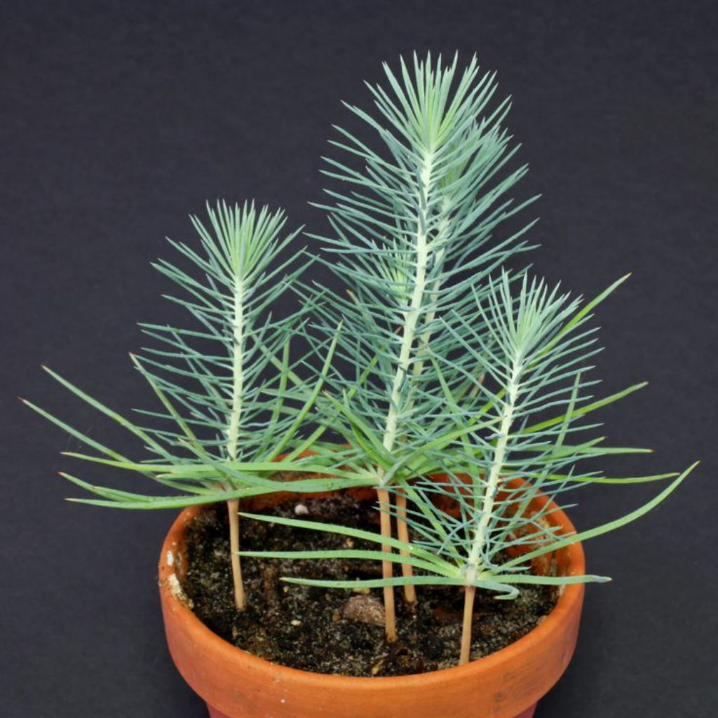 Tanaman pinus hitam/Black Pine atau Pinus thunbergii, atau Pinus nigra)