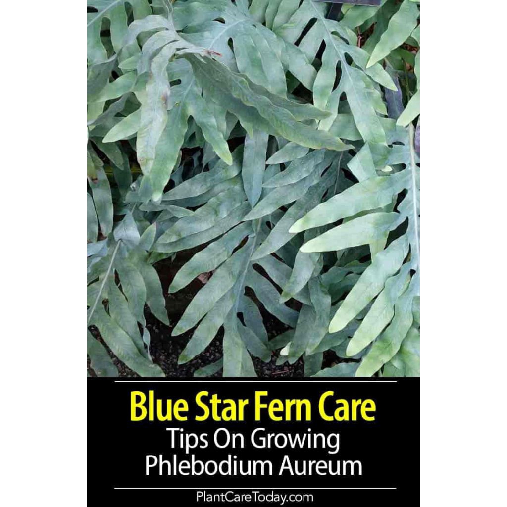 Tanaman Pakis Bintang Biru (Phlebodium aureum),