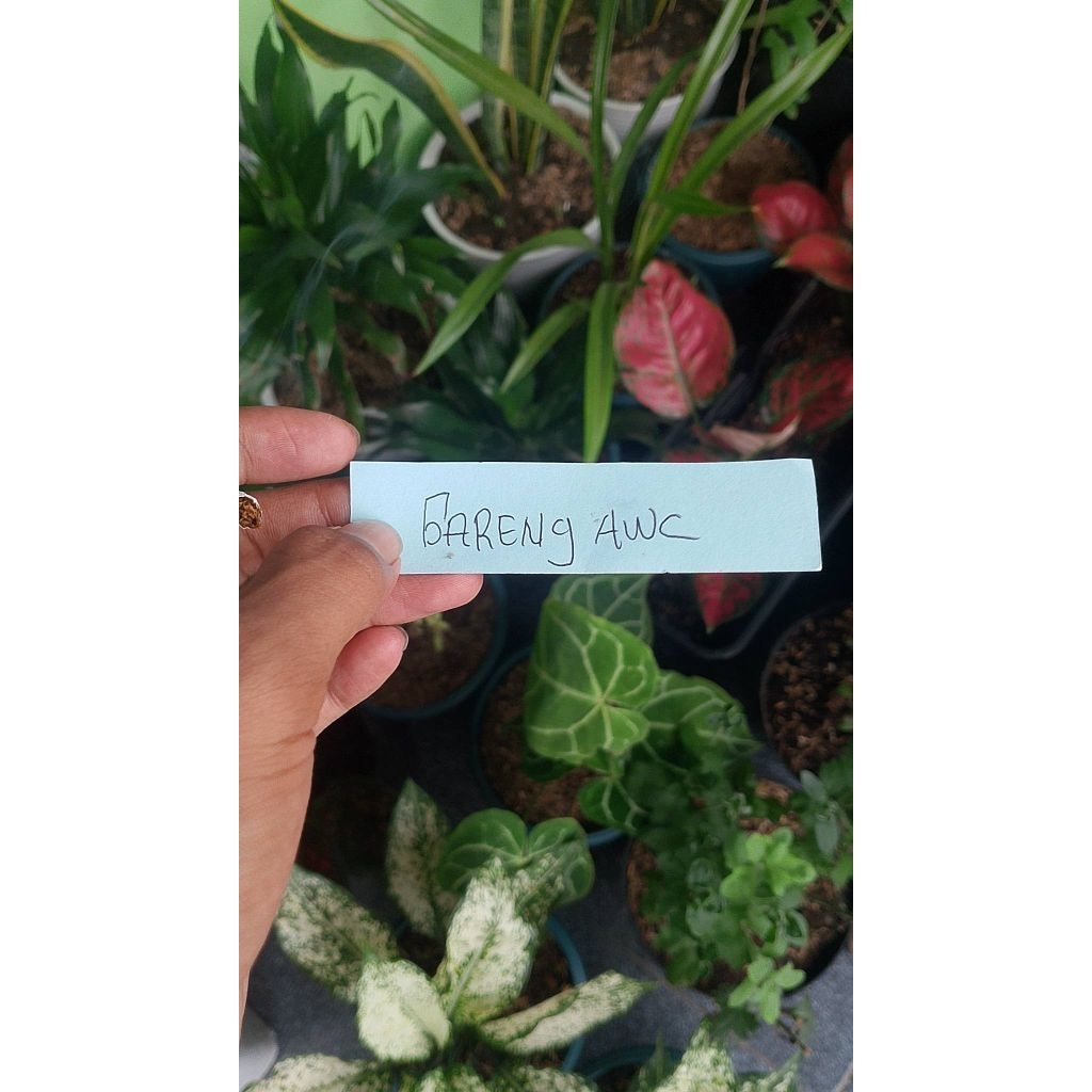 Metode CO Gareng Awc