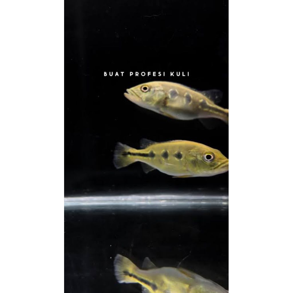 hiasan kebutuhan pbass orinoco pure pbass ori