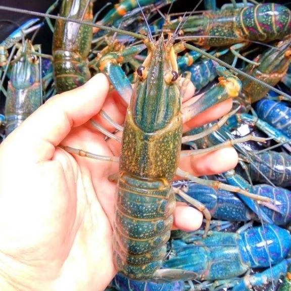 Paket Indukan Lobster Air Tawar