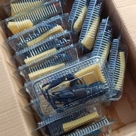 Indukan Lobster Air Tawar [satuan]