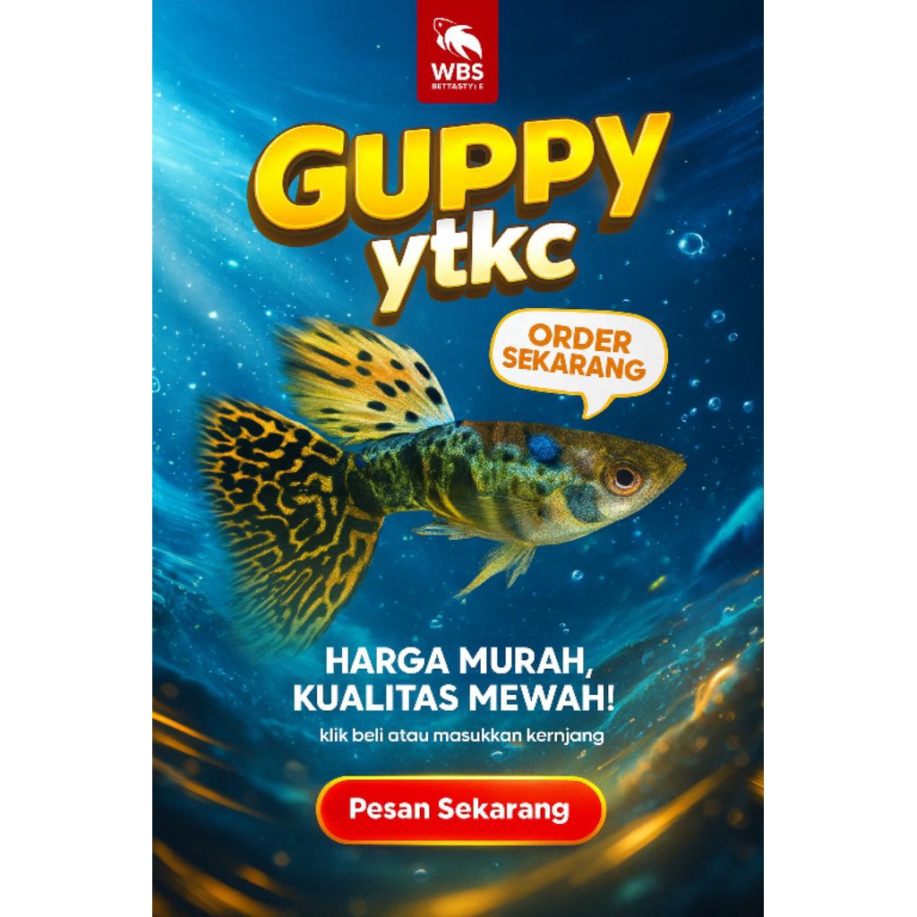 Guppy ytkc yellow Tiger king cobra hiasan aquarium dan aquascape