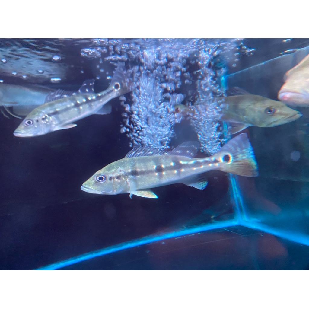 Pbass Pinima ukuran 10-13 cm