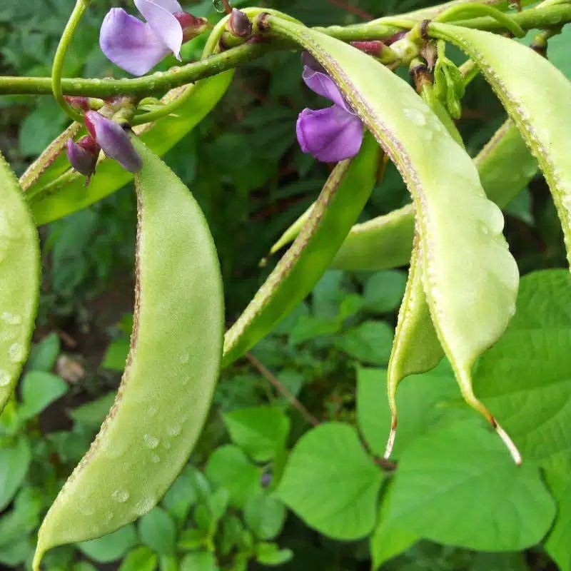 (10 Biji) Benih Kacang Koro Komak Koro sayur unggul