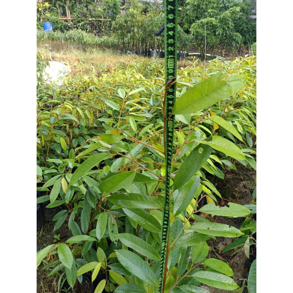 bibit durian premium musang king bawor duri hitam