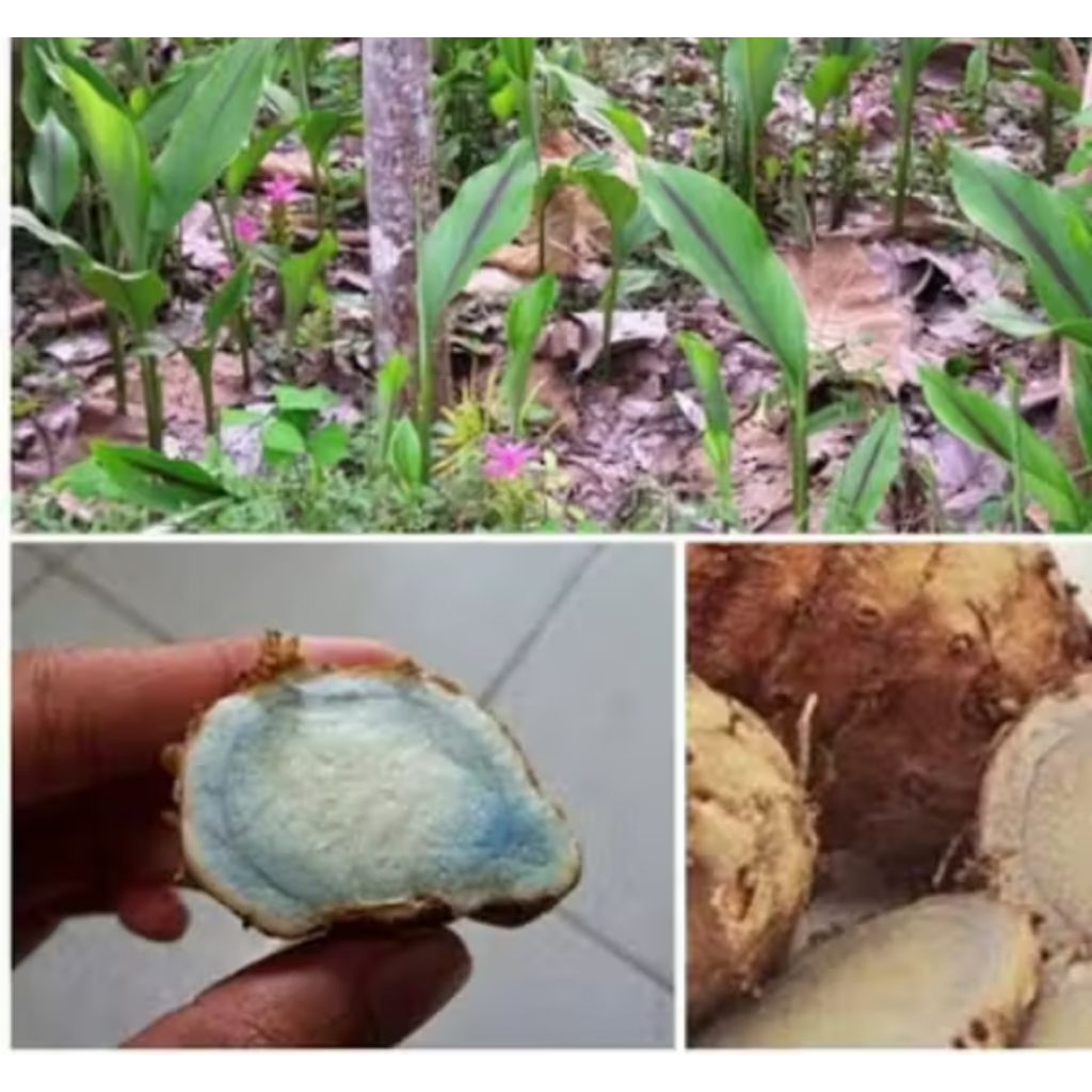 Temu hitam atau kunyit hitam 500 gram