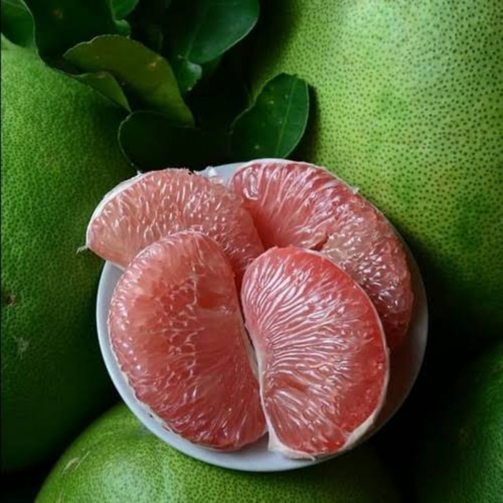 JEROK PAMELO MADU LERENG GUNUNG MURIA