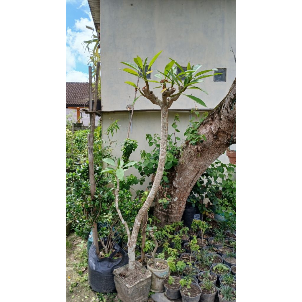 kamboja bali bunga kuning