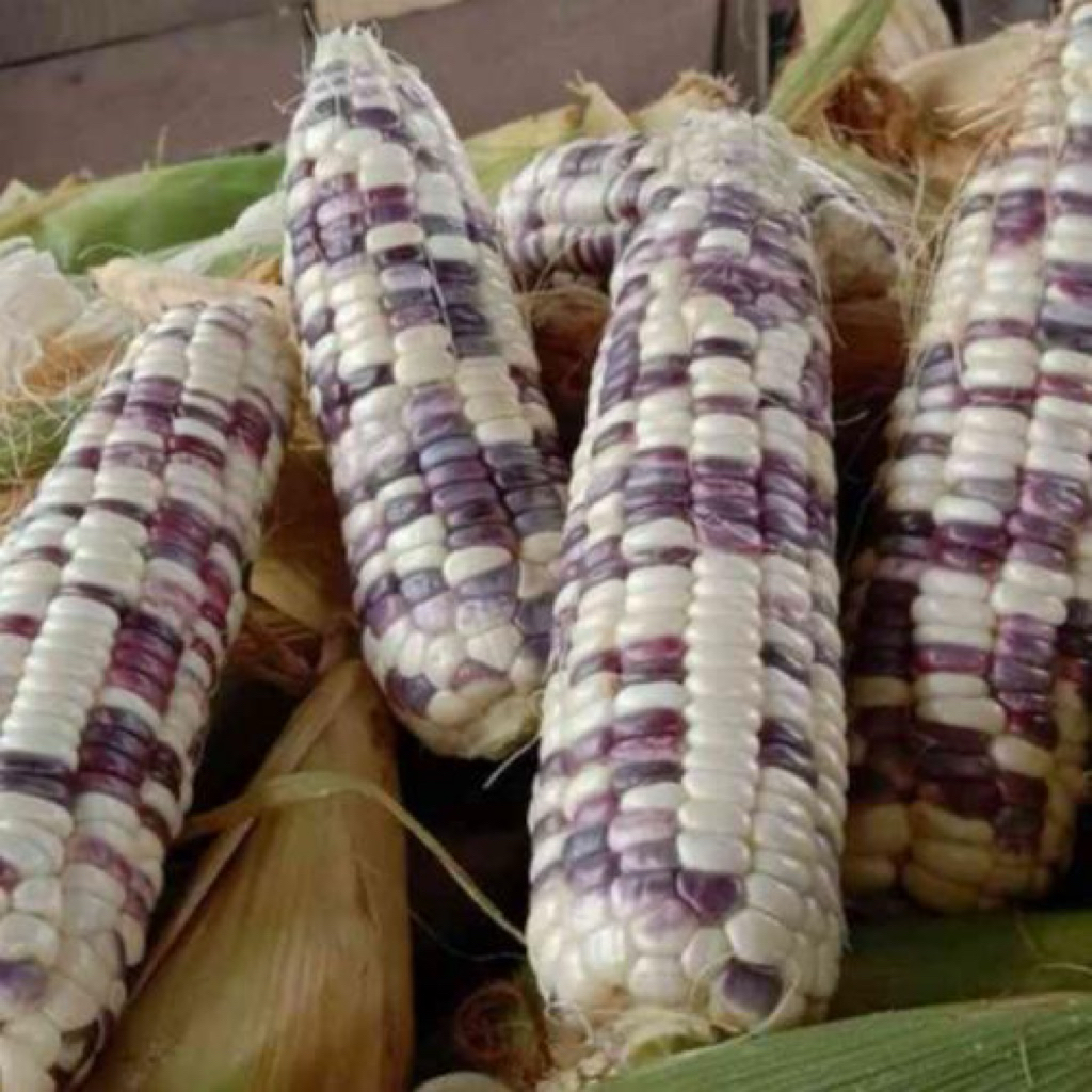 Jagung Ketan Putih Ungu