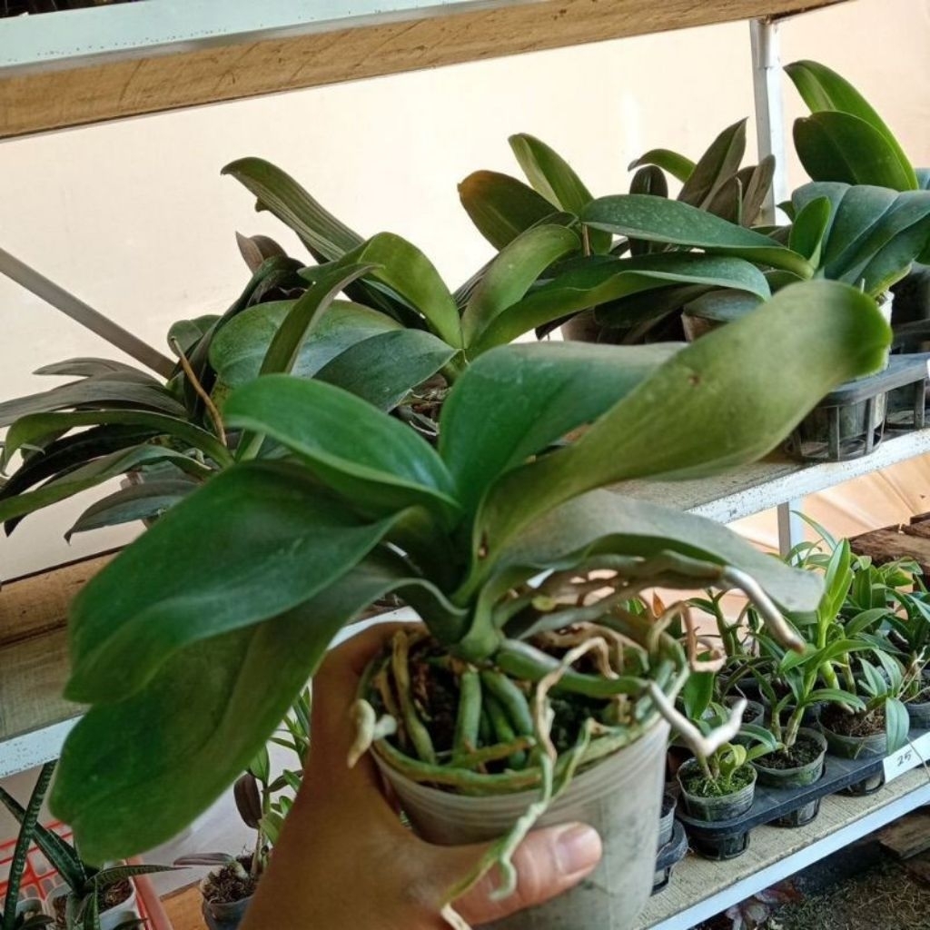 Anggrek Bulan jumbo+media tanam papan pakis