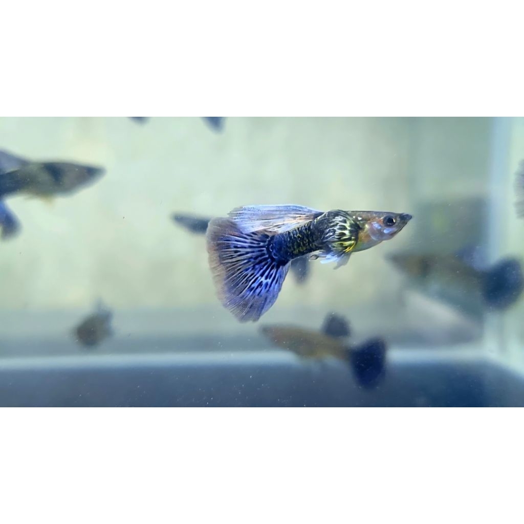 Soliter Akrilik Guppy Blue Dragon Dumbo Ear