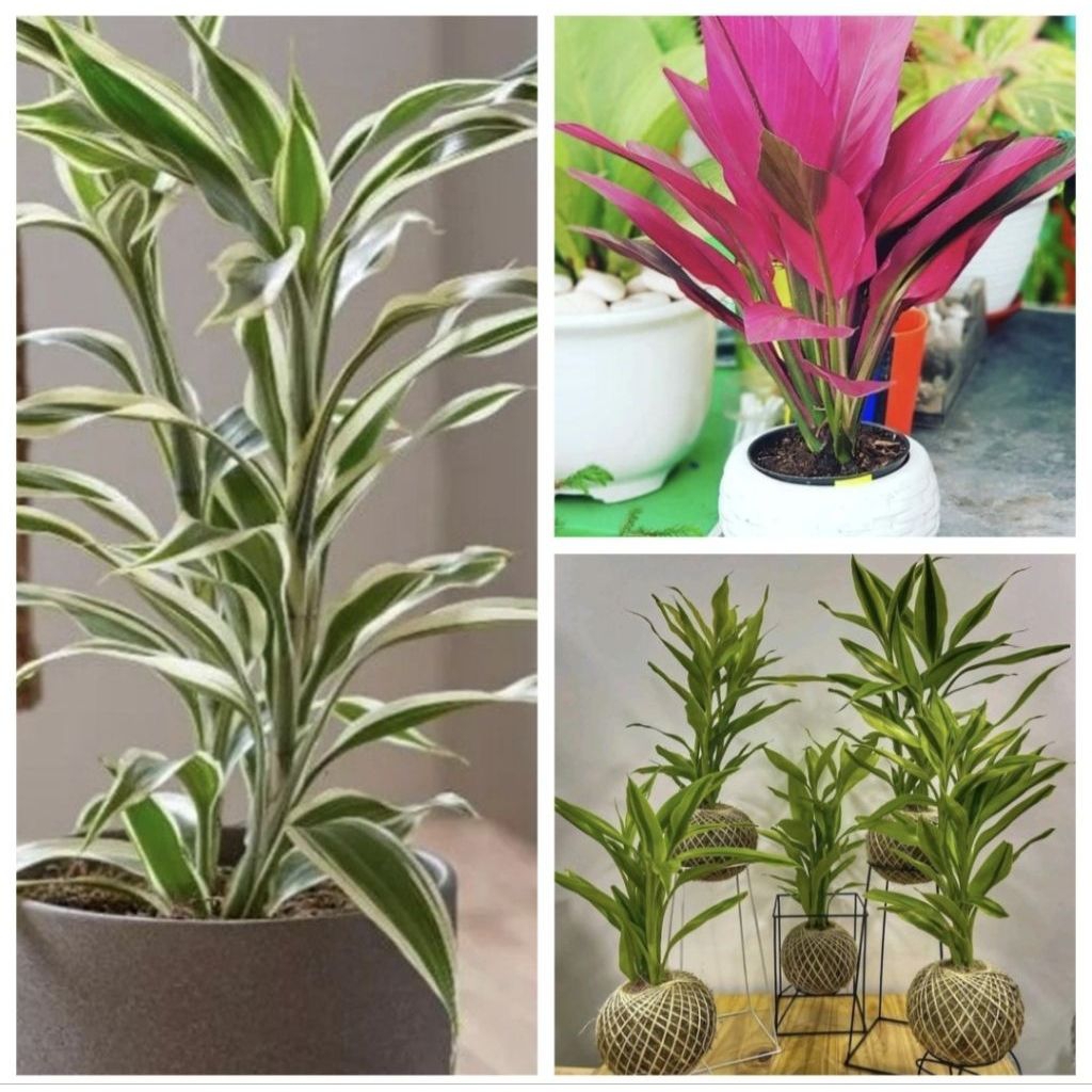 Paket 3 Tanaman Hias Indoor Pohon Sri Rejeki / Pohon Sri Rejeki