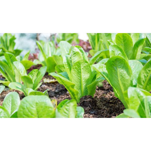 SUBUR BIBIT SELADA GREEN ROMAINE