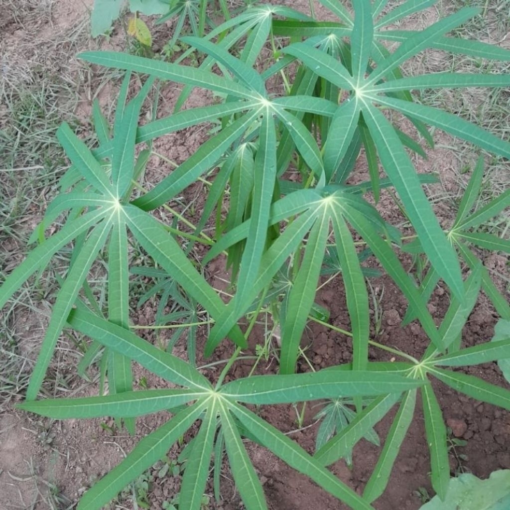 BIBIT POHON DAUN SINGKONG SAYUR PERBATANG
