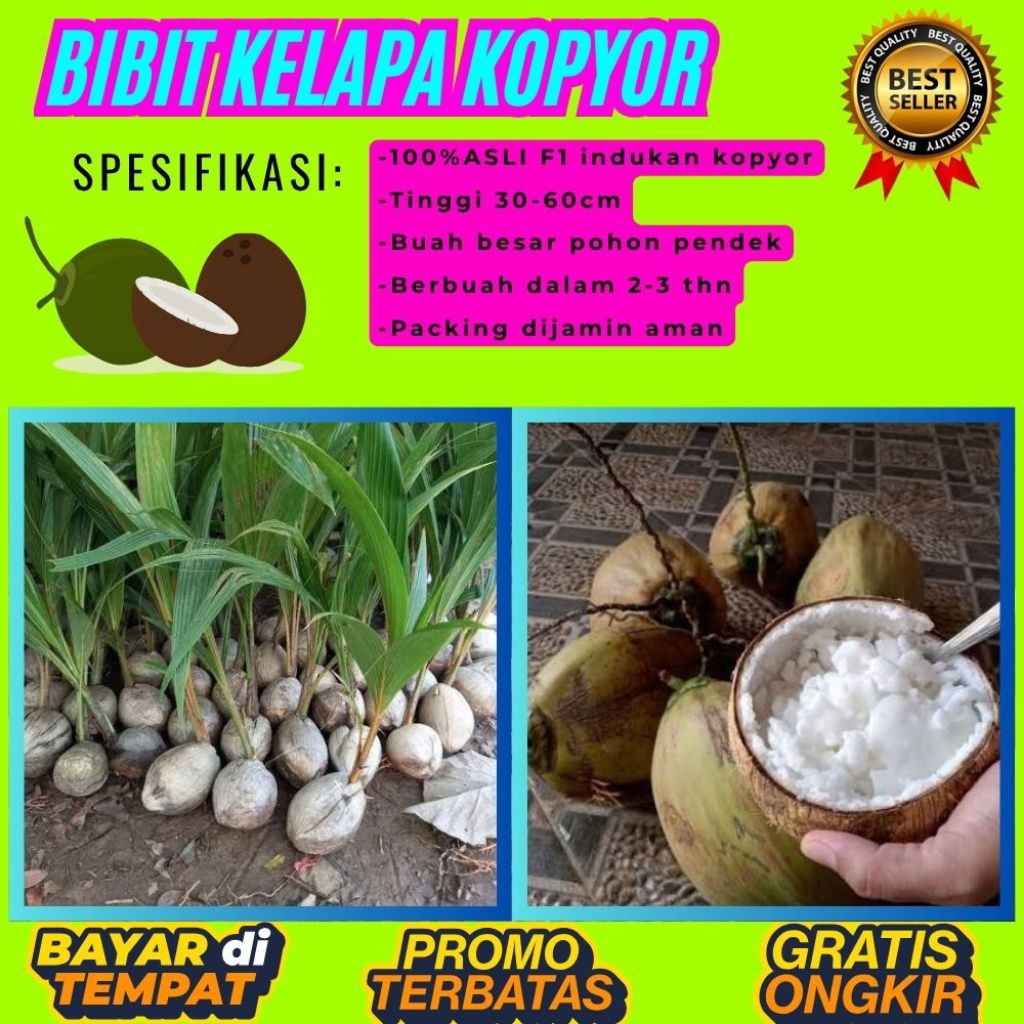 DIJAMIN ASLI  Bibit Kelapa Kopyor Bersertifikat, Bibit Kelapa Kopyor Genjah