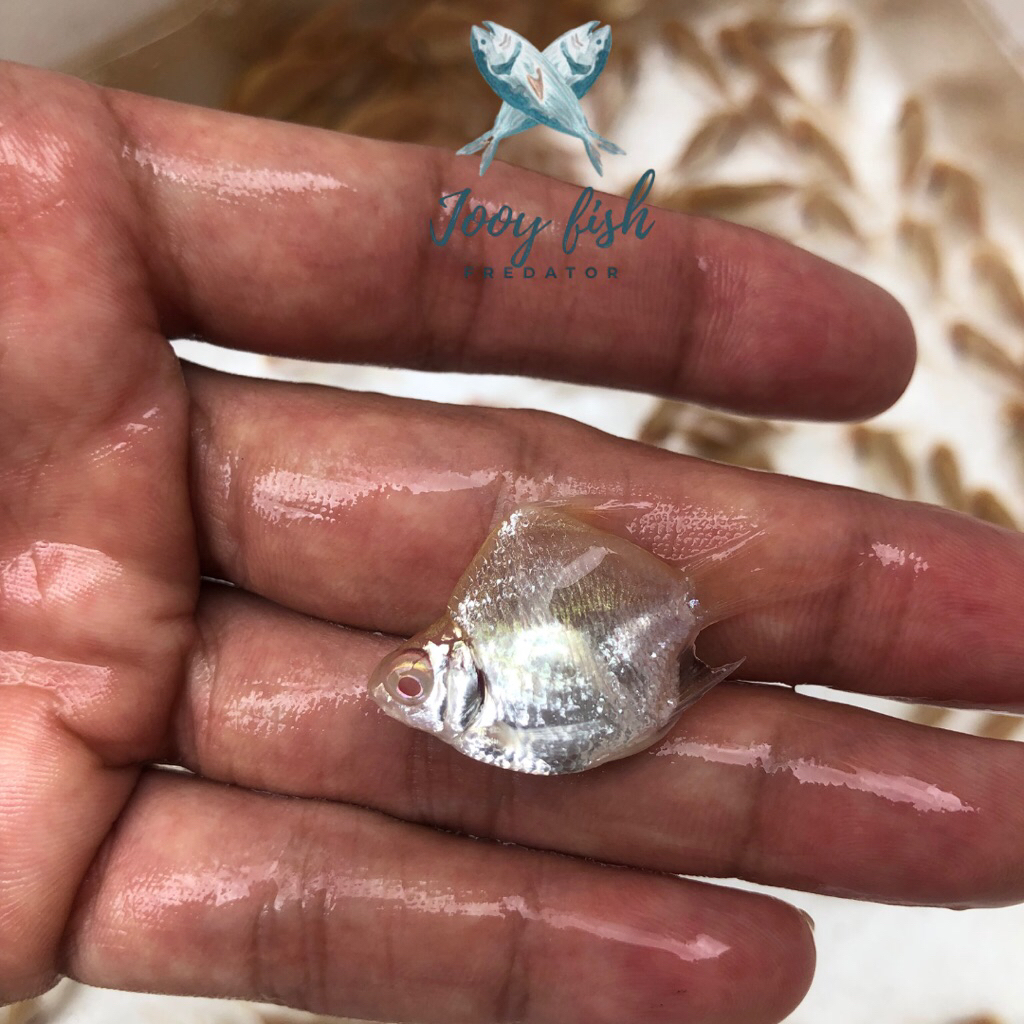 Kaviat short body king grade A - size 4 5  cm partai murah