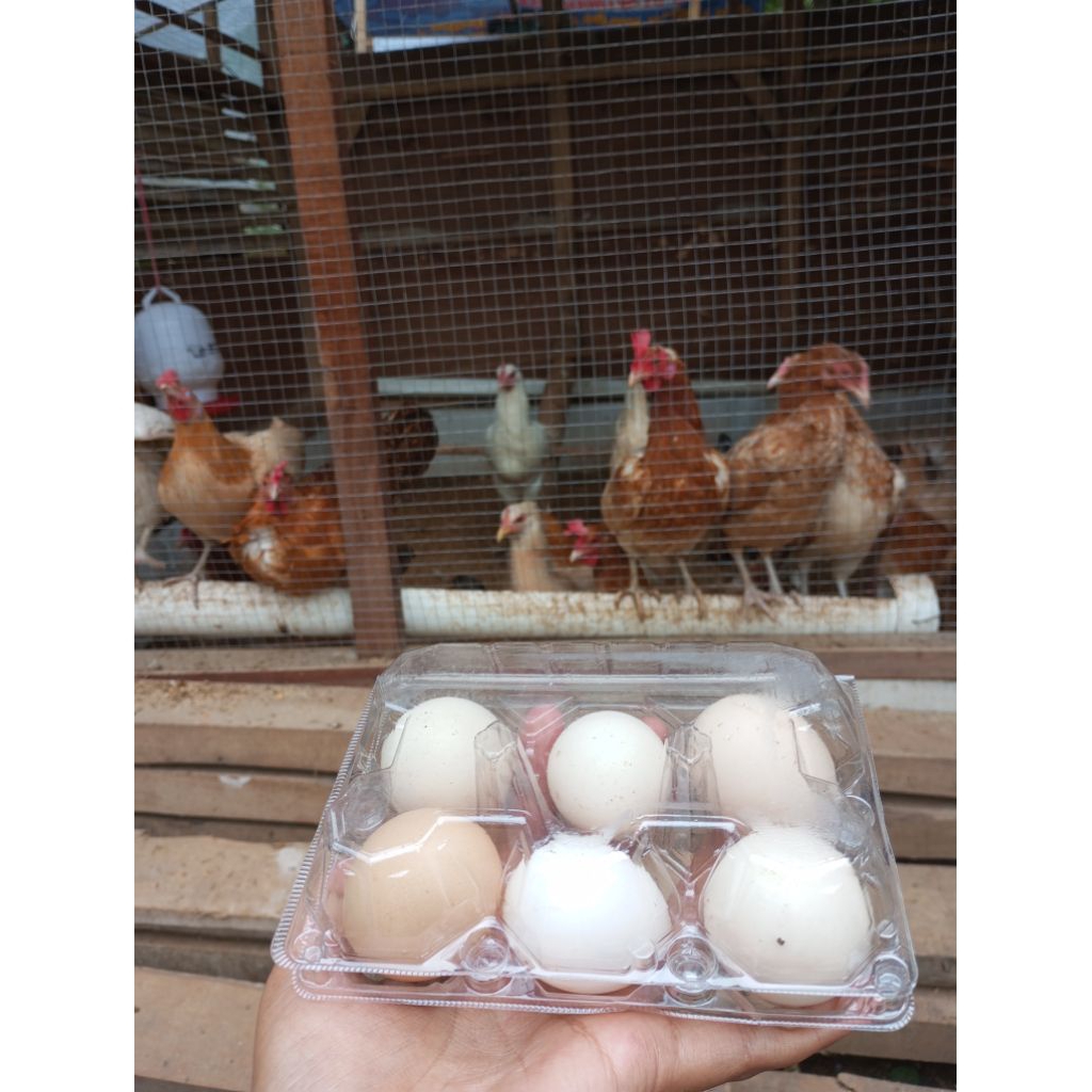 Telur ayam kampung Elba